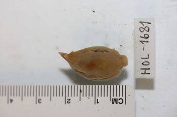 Media type: image;   Invertebrate Zoology HOL-1681 Description: Preserved specimen.;